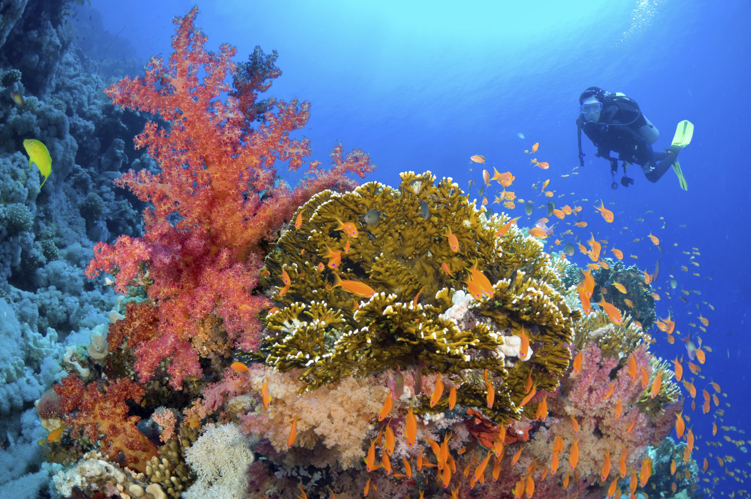 Коралловый риф отзывы. Коралловые рифы Пемба. Рас-Мохаммед национальный парк риф. Сейшельские острова коралловые рифы. Коралловые рифы Монерон.